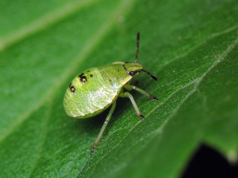 Palomena prasina (Linnaeus, 1761)